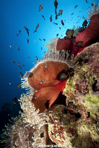 Manificent anemone at Anemone city Ras Mohammed. by Stephan Kerkhofs 